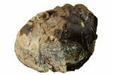 Polished Dinosaur Bone (Gembone) Section - Utah #151442-2
